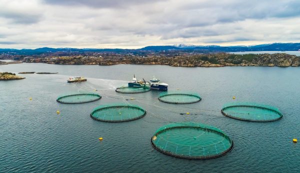 Salmon Farming in Ireland