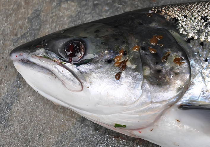 Sea Trout - Bantry Bay Salmon Farming
