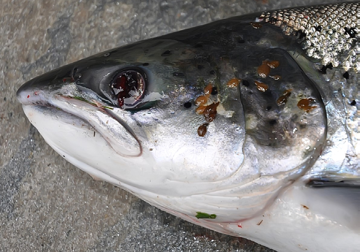 Ballisodare Atlantic Salmon Mortalities - Salmon Watch Ireland