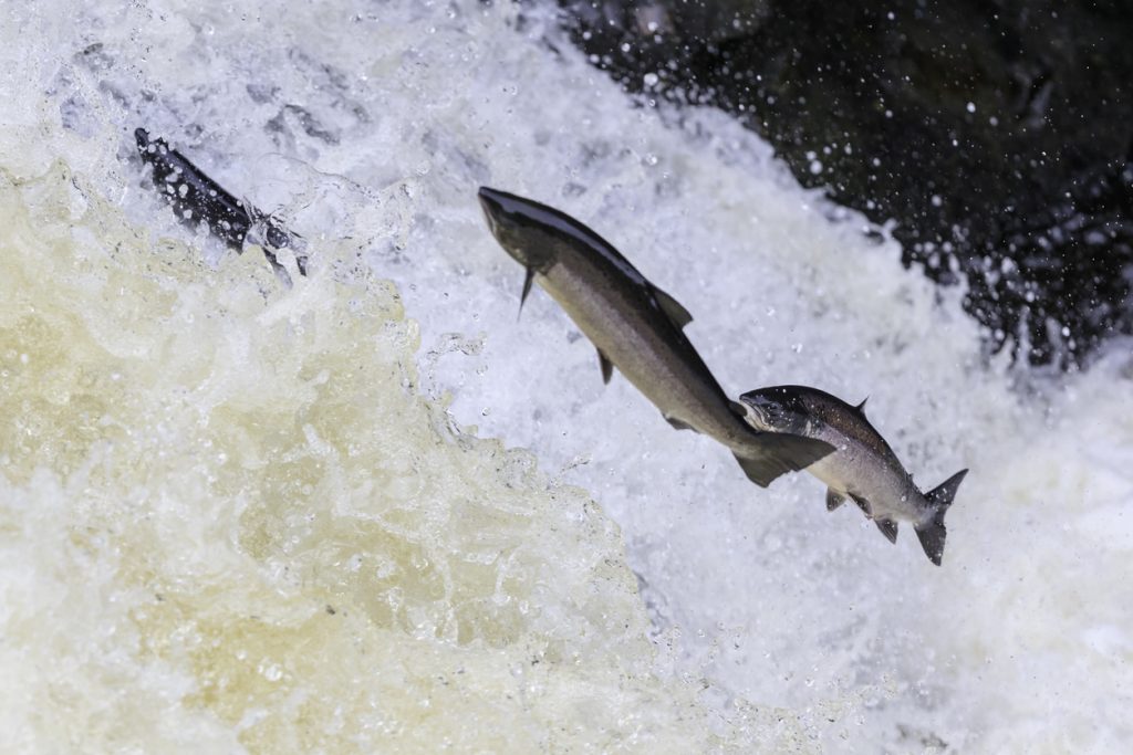 Salmon Watch Ireland - Salmon Conservation Fund