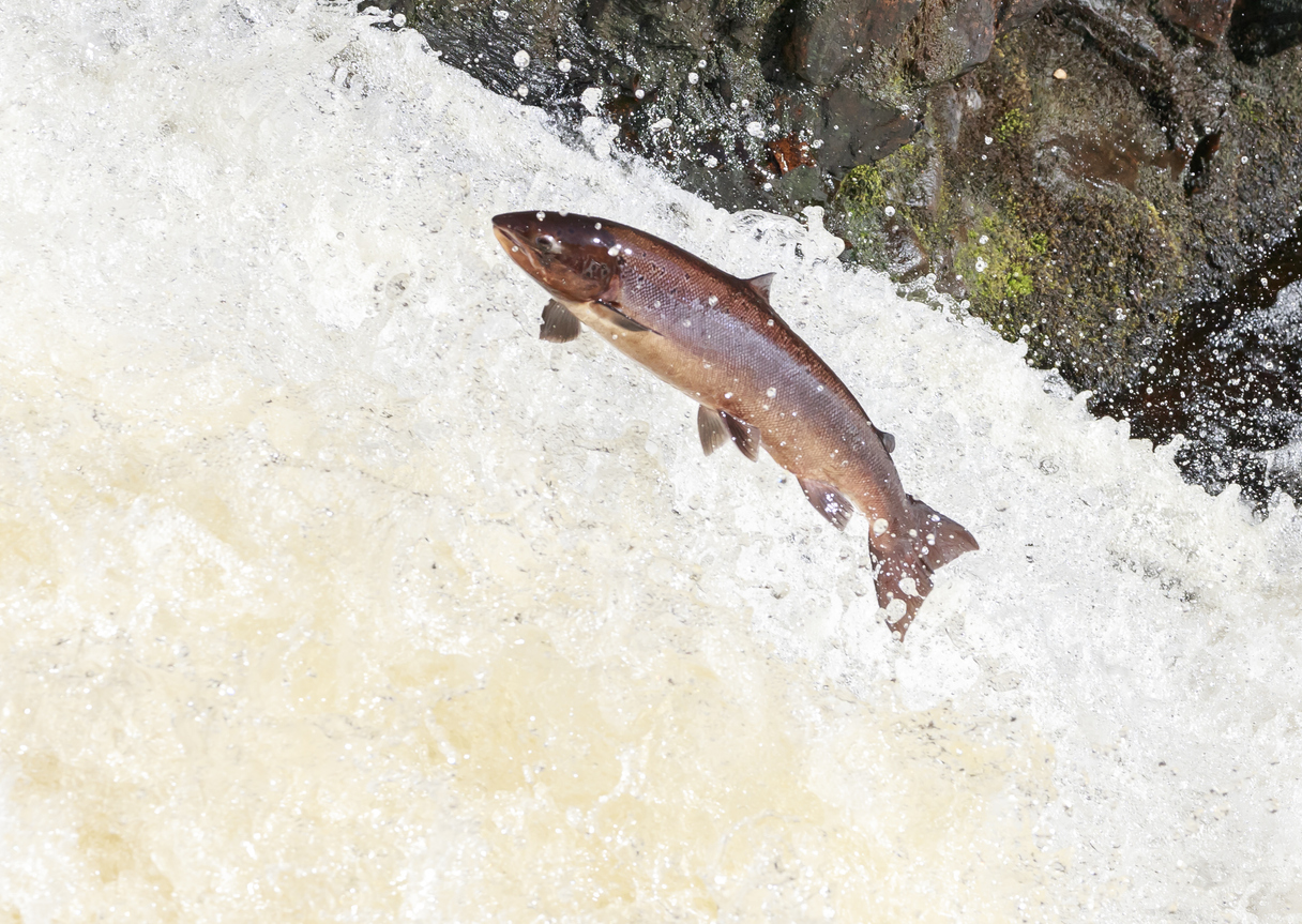 Artificial Stocking and Salmon Hatcheries