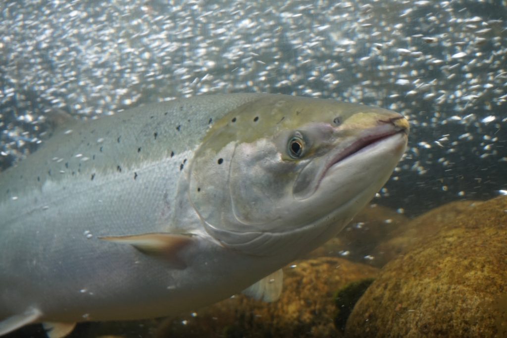 Salmon Watch Ireland - Ireland's Atlantic Salmon - Salmon Watch Ireland